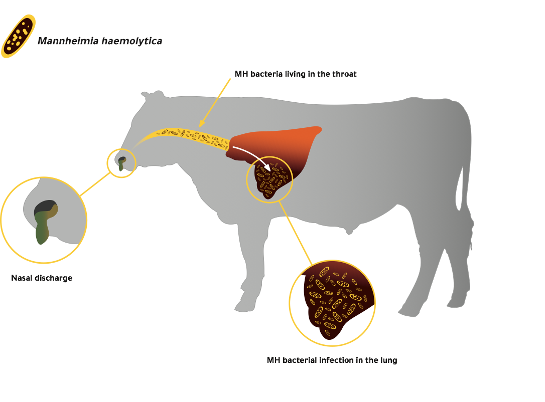 diagram of a cow showing the process of MH bacteria living in the throat of a healthy animal